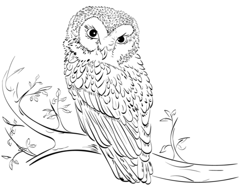 Owl On Tree Coloring Page